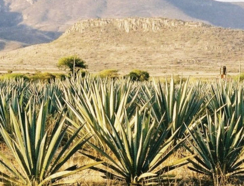YOLA Mezcal 1971 Joven